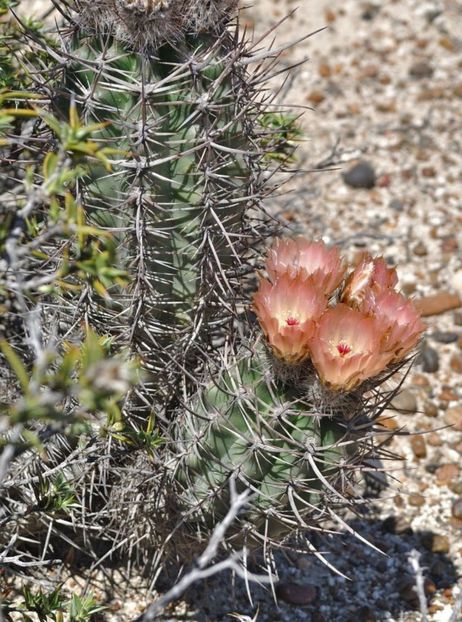  - Austrocactus Bertinii