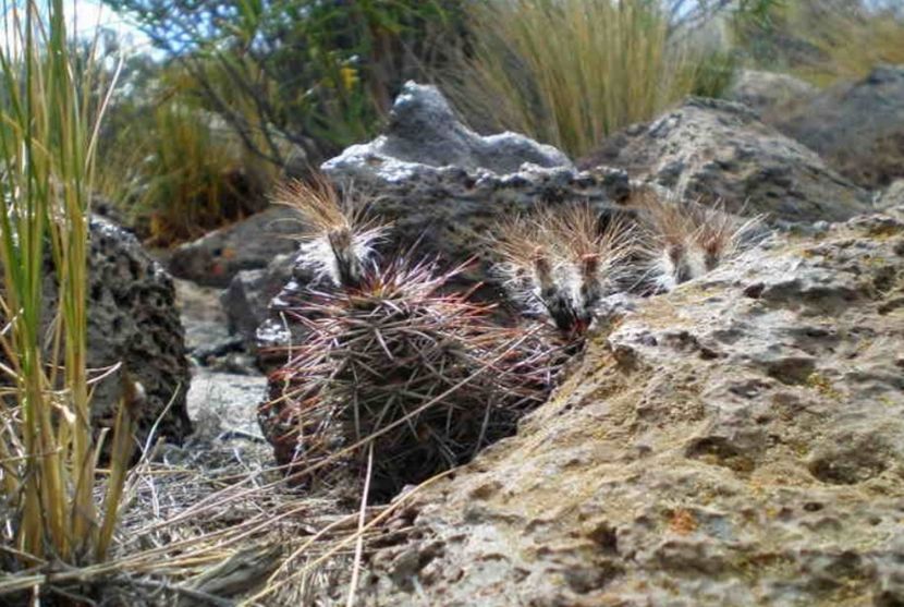  - Austrocactus Bertinii