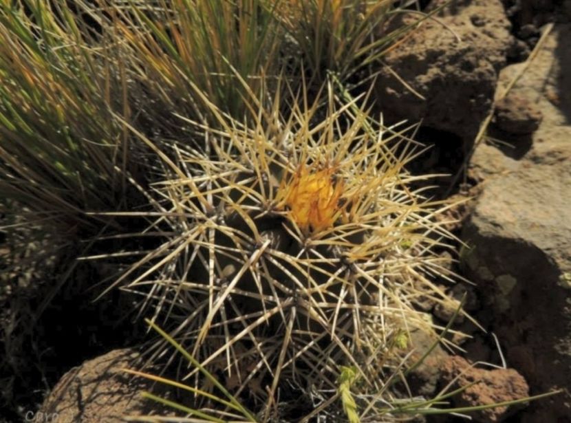  - Austrocactus Bertinii