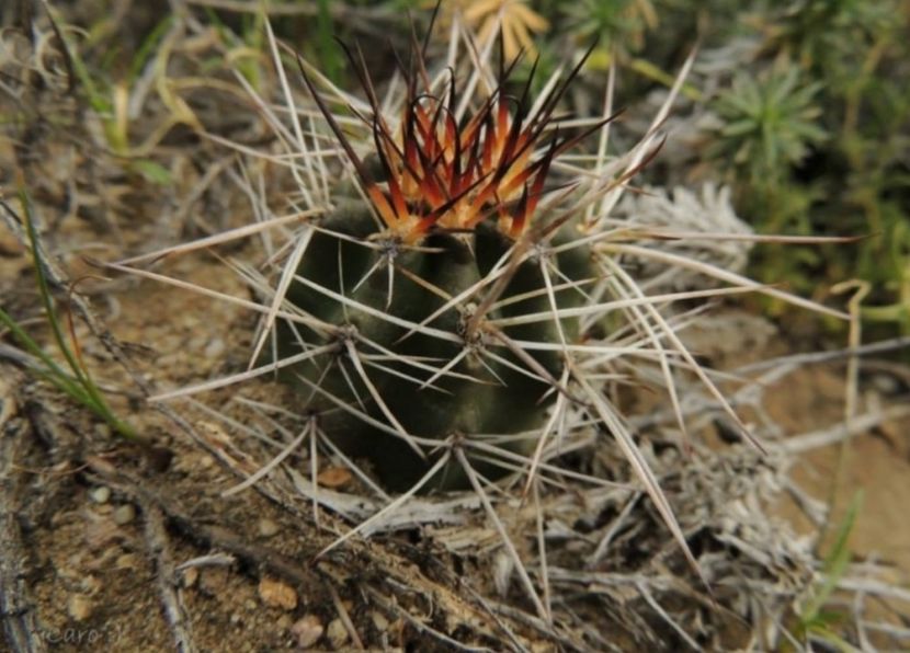  - Austrocactus Bertinii