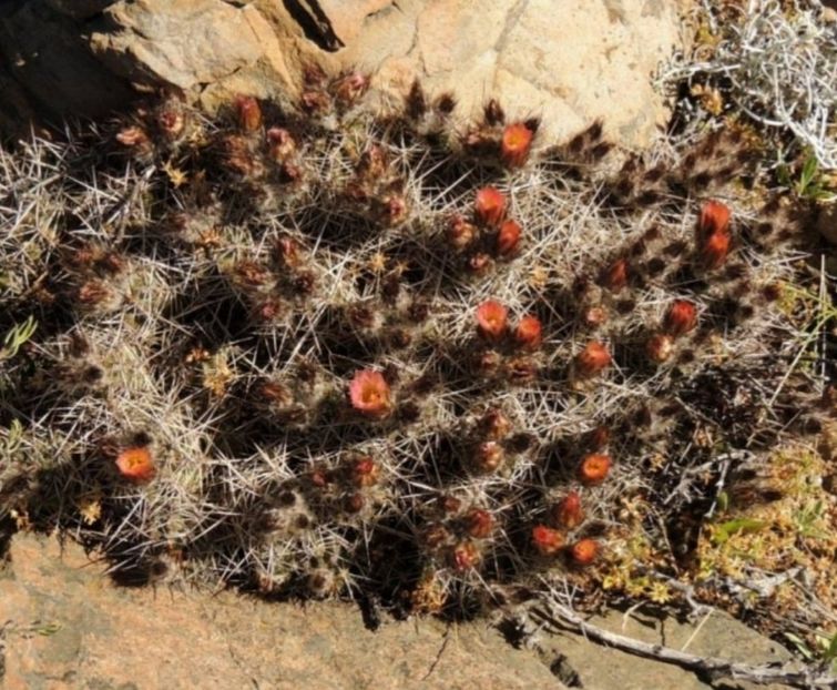  - Austrocactus Bertinii