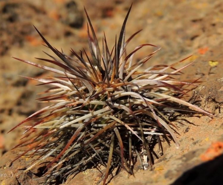  - Austrocactus Bertinii