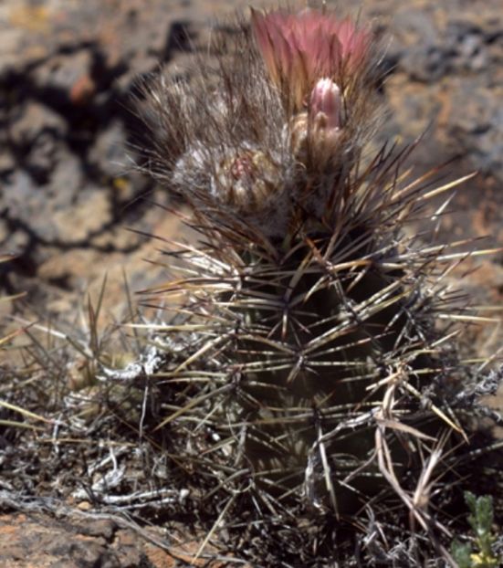  - Austrocactus Bertinii