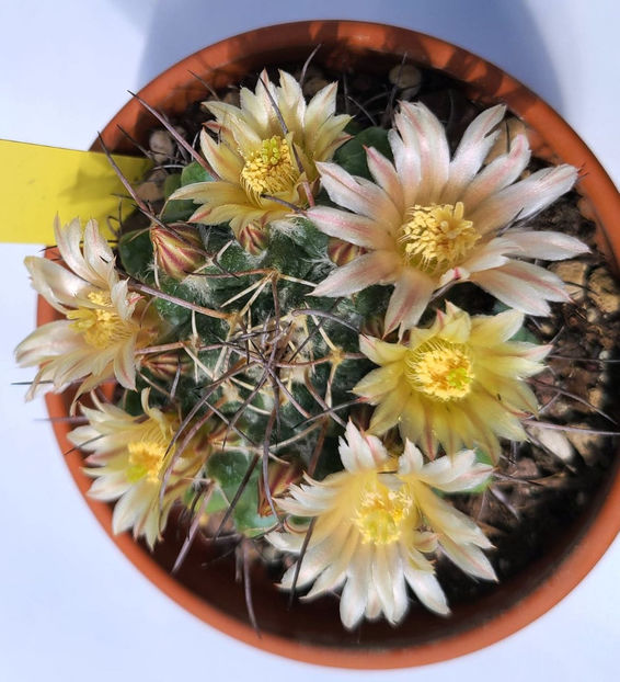 Mammillaria winterae - Mammillaria winterae