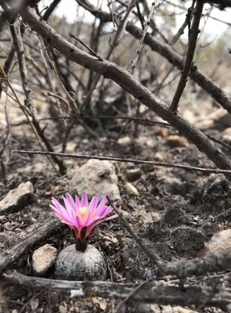  - Turbinicarpus Valdezianus