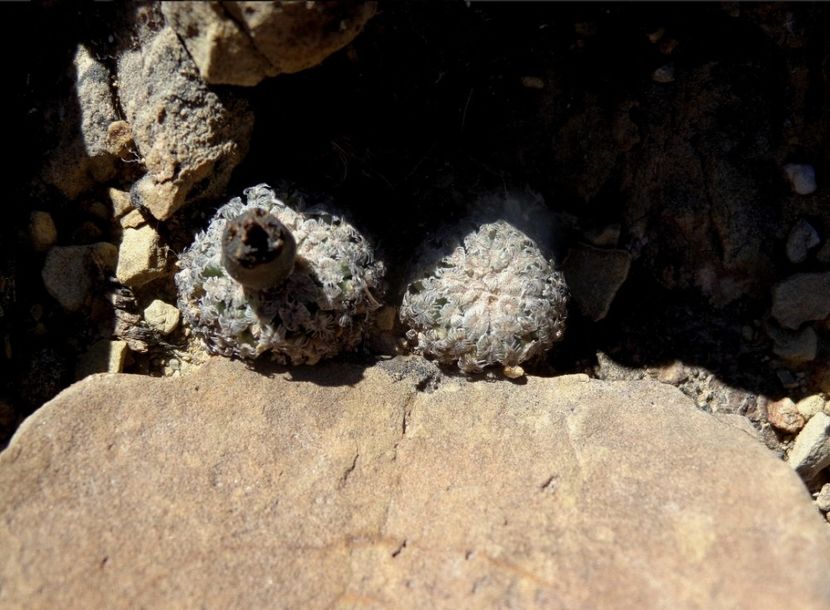  - Turbinicarpus Valdezianus