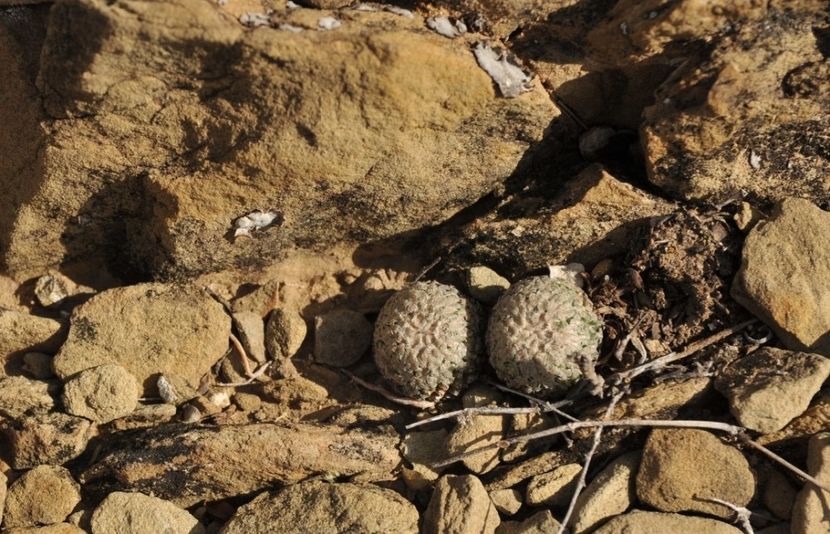  - Turbinicarpus Valdezianus