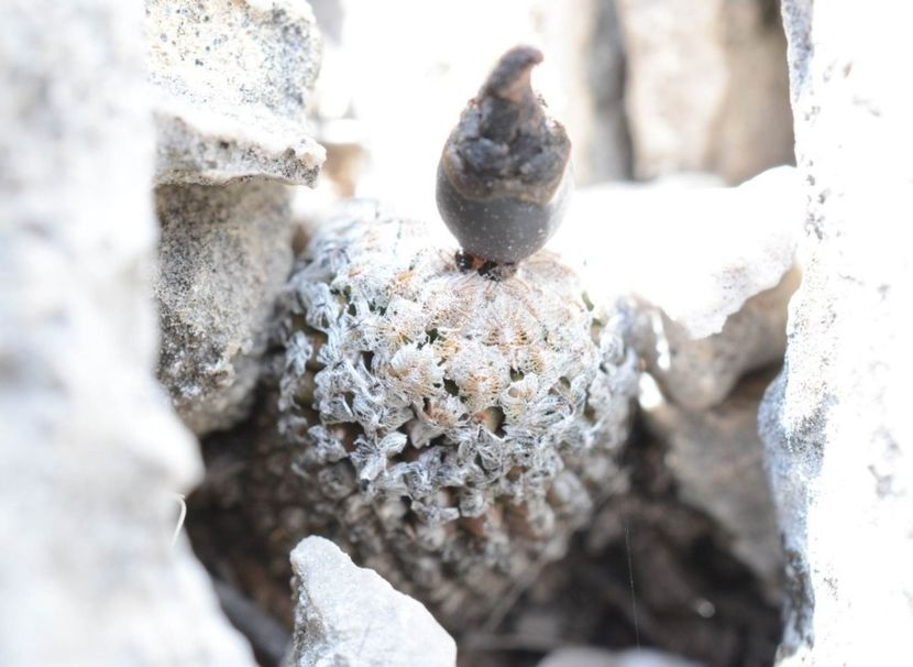  - Turbinicarpus Valdezianus