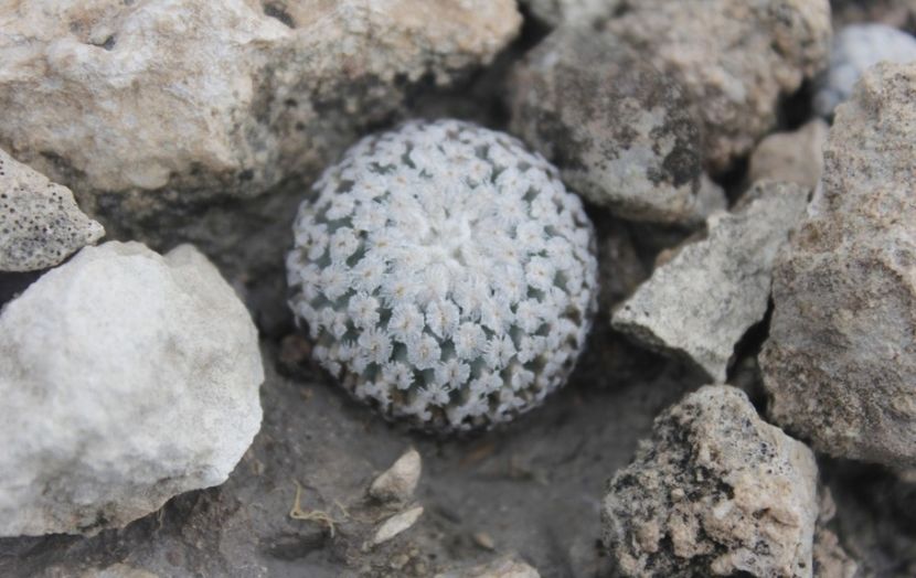 - Turbinicarpus Valdezianus