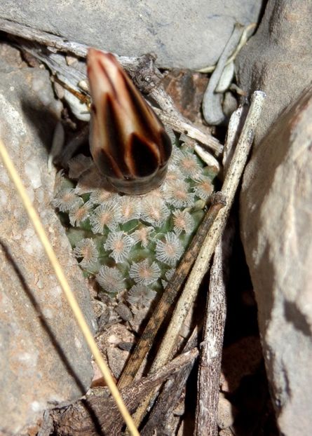  - Turbinicarpus Valdezianus