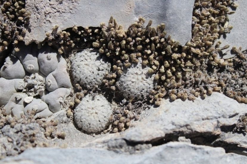  - Turbinicarpus Valdezianus