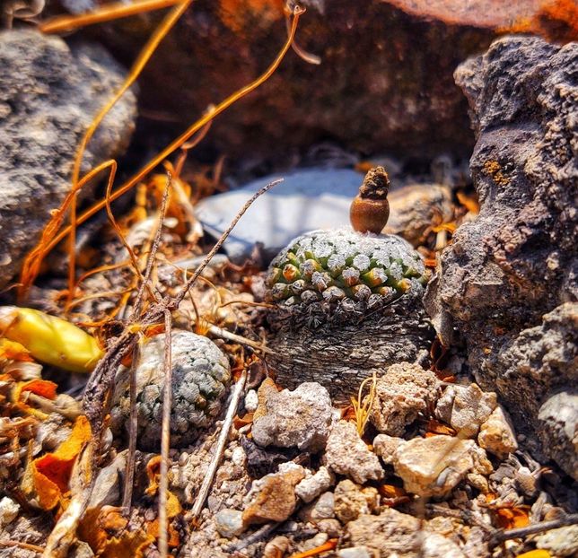  - Turbinicarpus Valdezianus