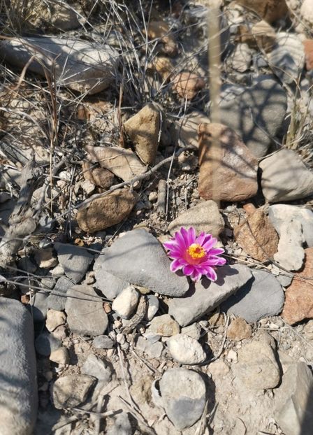  - Turbinicarpus Valdezianus