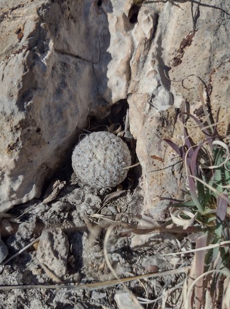  - Turbinicarpus Valdezianus