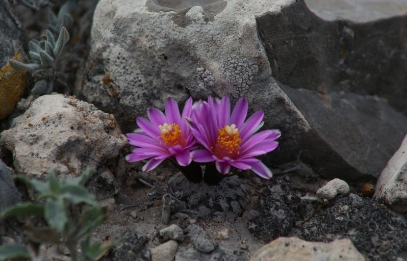  - Turbinicarpus Valdezianus