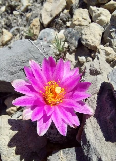  - Turbinicarpus Valdezianus