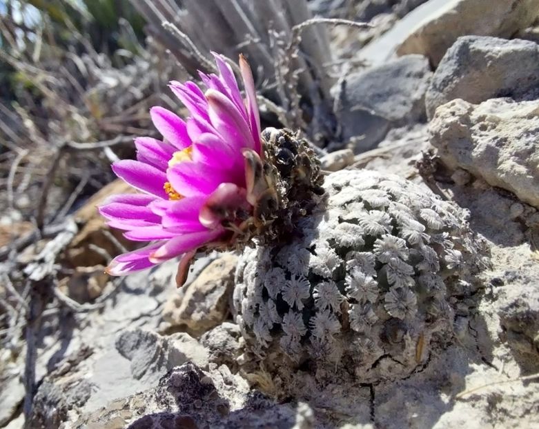  - Turbinicarpus Valdezianus