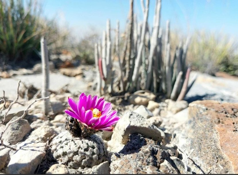  - Turbinicarpus Valdezianus
