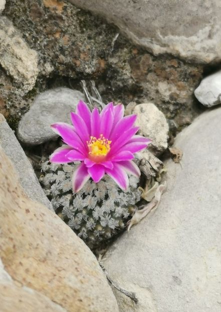  - Turbinicarpus Valdezianus