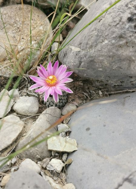  - Turbinicarpus Valdezianus