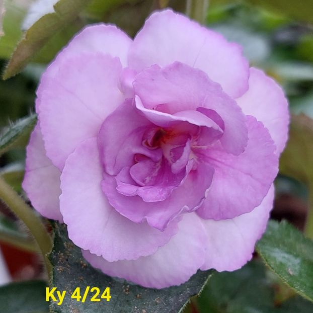 Img.2024.05.22 - Achi din semințe BriDs 2024