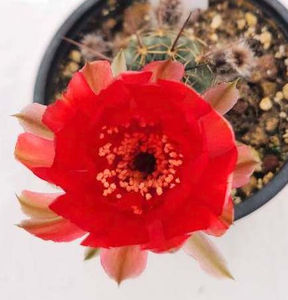 Lobivia kuehnrichii rosu - Lobivia kuehnrichii