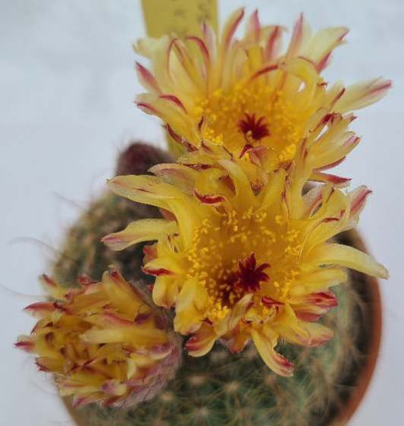 Notocactus concinnus v joadii - Notocactus concinnus v joadii