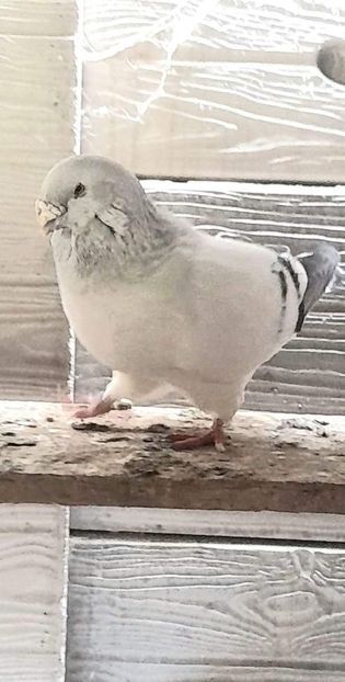 M 2021 - VOIAJOR ROMANESC DE FRUMUSETE MASCULI