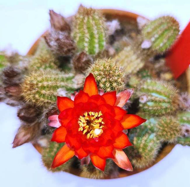 Chamaecereus hb Lincoln Firecracker - Chamaecereus hb Lincoln Firecracker