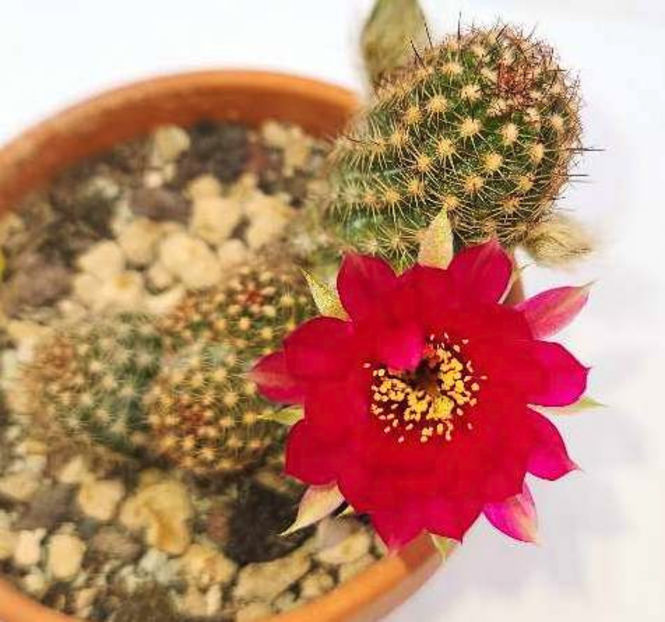 Chamaecereus hb Lety - Chamaecereus hb Lety