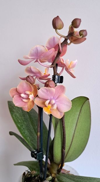  - Phalaenopsis 3