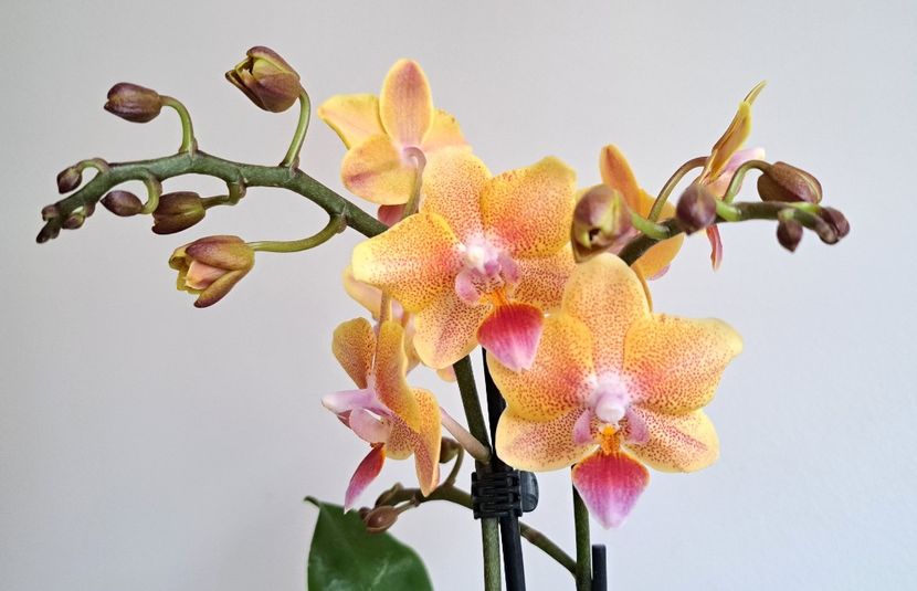 - Phalaenopsis 3