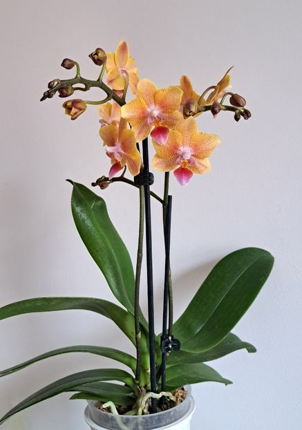  - Phalaenopsis 3
