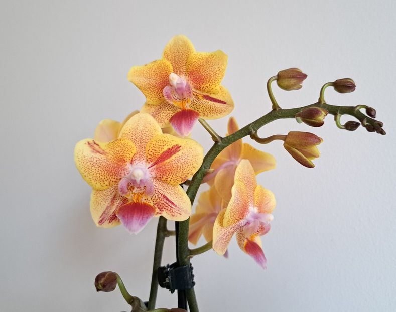  - Phalaenopsis 3