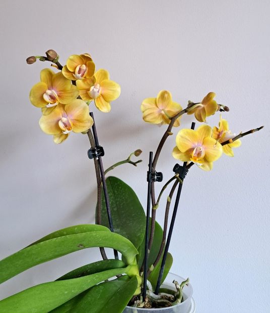  - Phalaenopsis 3