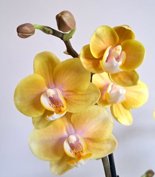  - Phalaenopsis 3