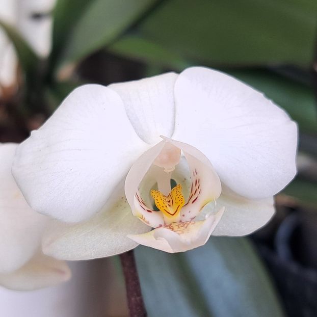  - Phalaenopsis 3