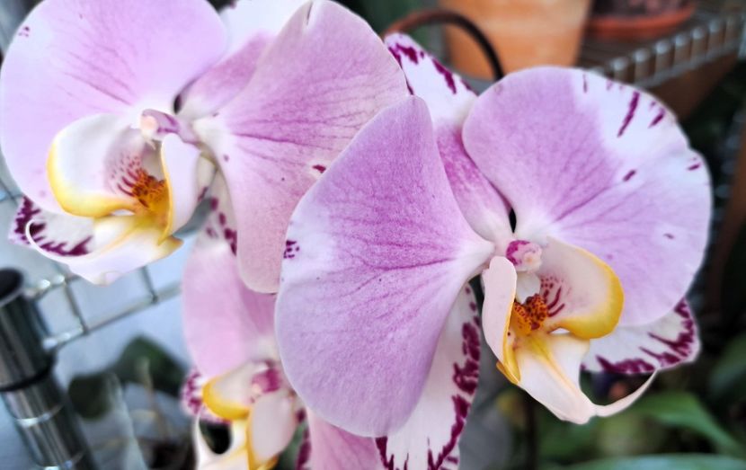  - Phalaenopsis 3