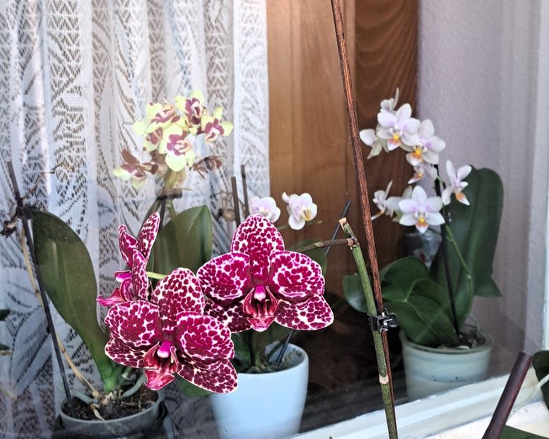  - Phalaenopsis 3