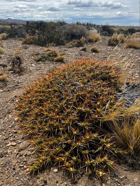  - Maihuenia Patagonica
