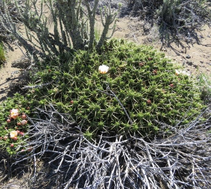  - Maihuenia Patagonica