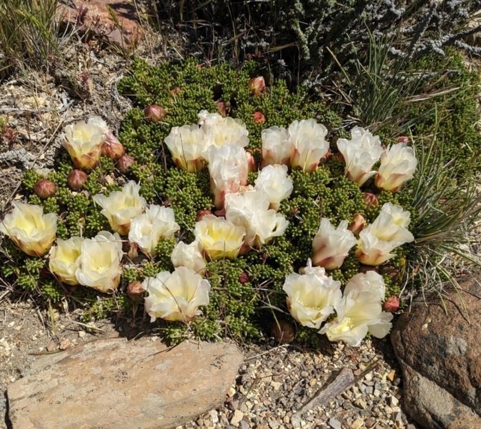  - Maihuenia Patagonica