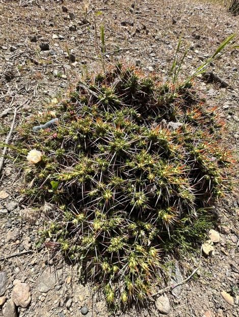  - Maihuenia Patagonica