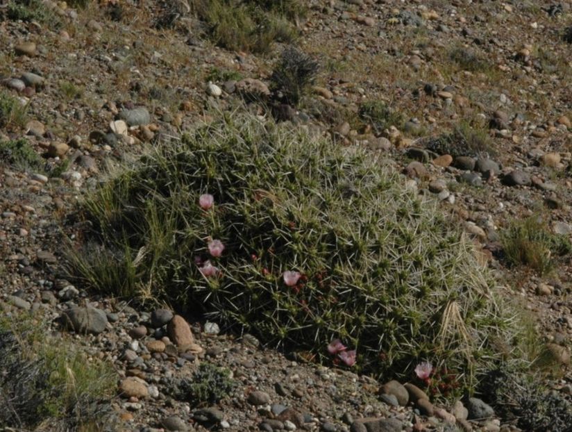  - Maihuenia Patagonica