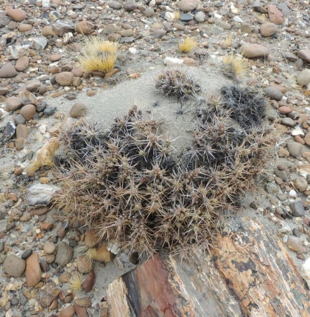  - Maihuenia Patagonica