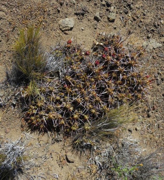  - Maihuenia Patagonica