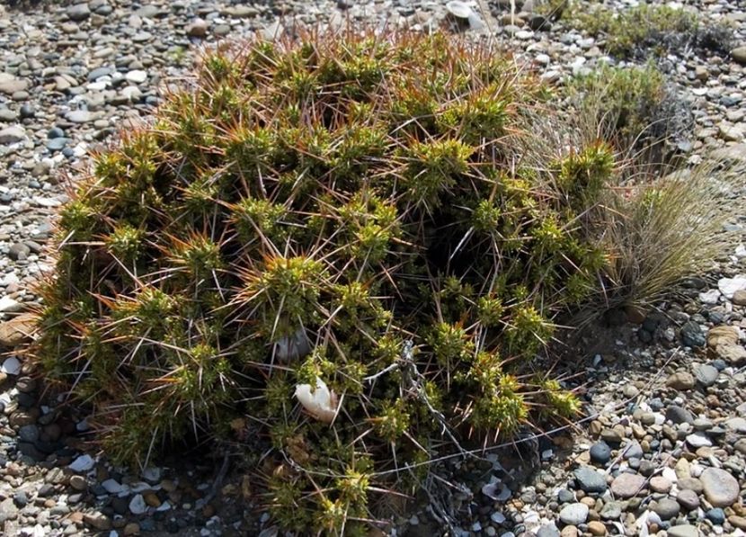  - Maihuenia Patagonica