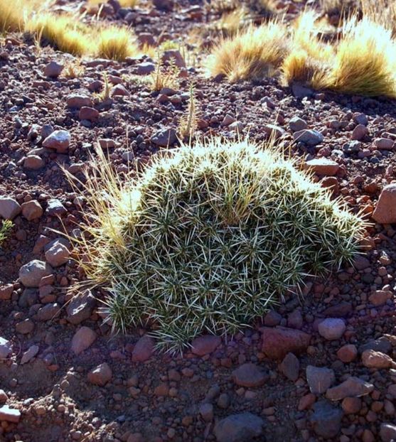  - Maihuenia Patagonica