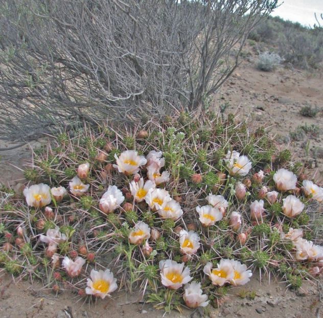  - Maihuenia Patagonica
