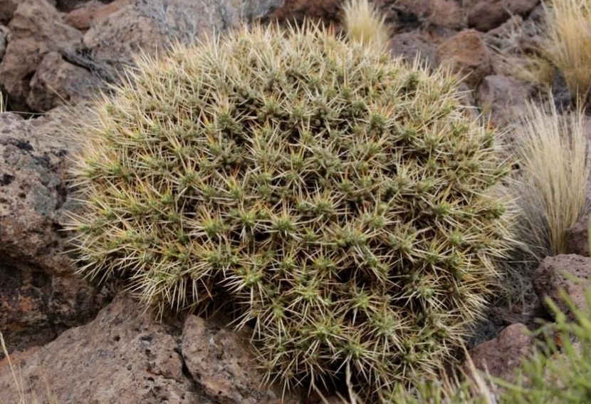  - Maihuenia Patagonica